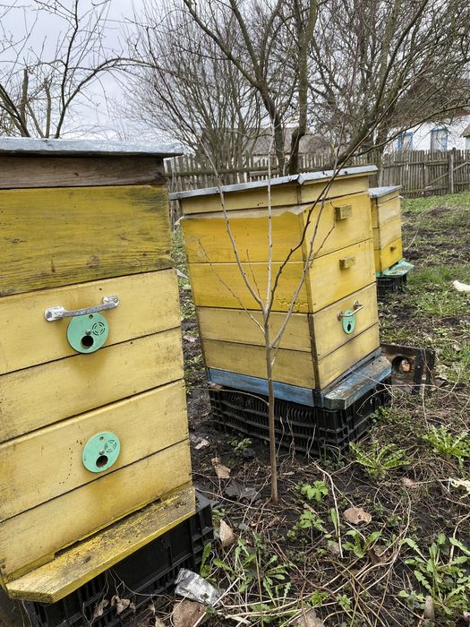 Продам бджоли. Бджолосім’ї