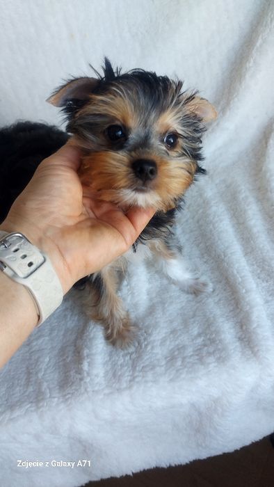 Yorkshire Terrier Biewer minimini Carrier GOTOWY DO ODBIORU!