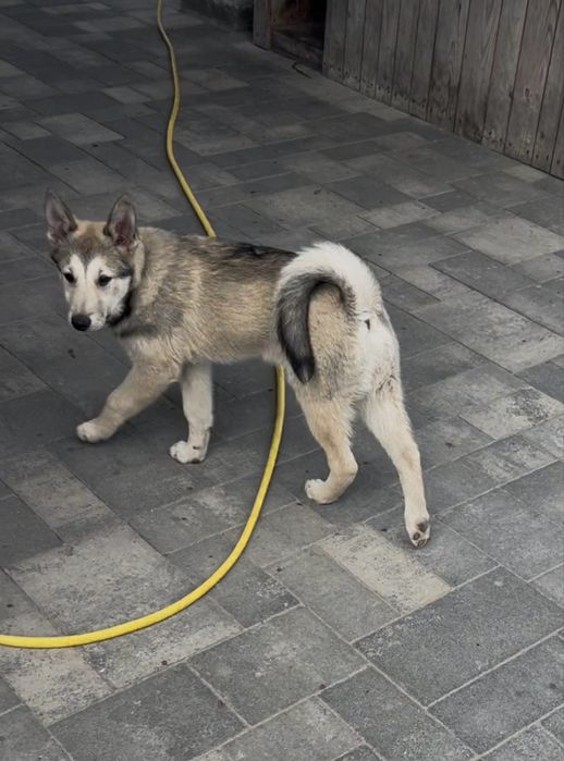 Лайка ЗСЛ з документами