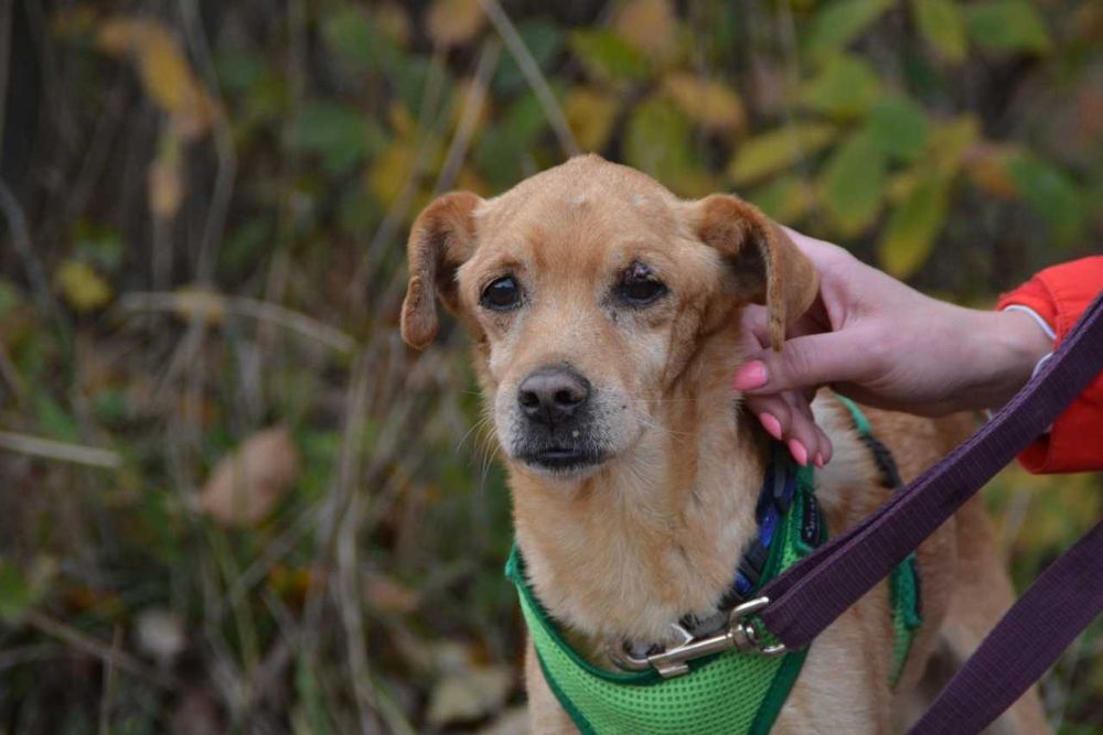 Piortuś Pan - kochana, ciepła psia dusza, delikatny psiak do adopcji.