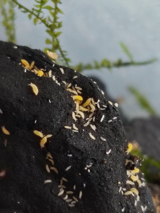 Kit Colembolos ( Springtails ) - Várias Especies