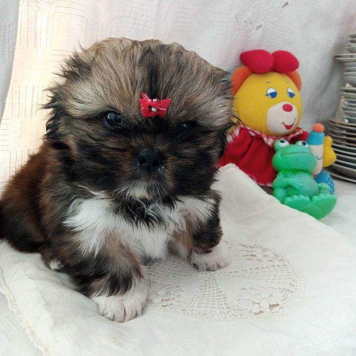 Красавчик- хлопчик Ши тцу шукає дівчинку для в*язки