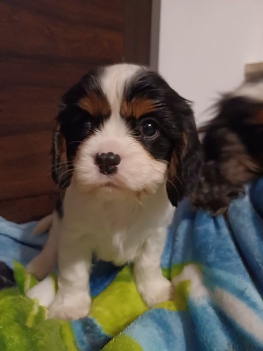 Cavalier King Charles Spaniel