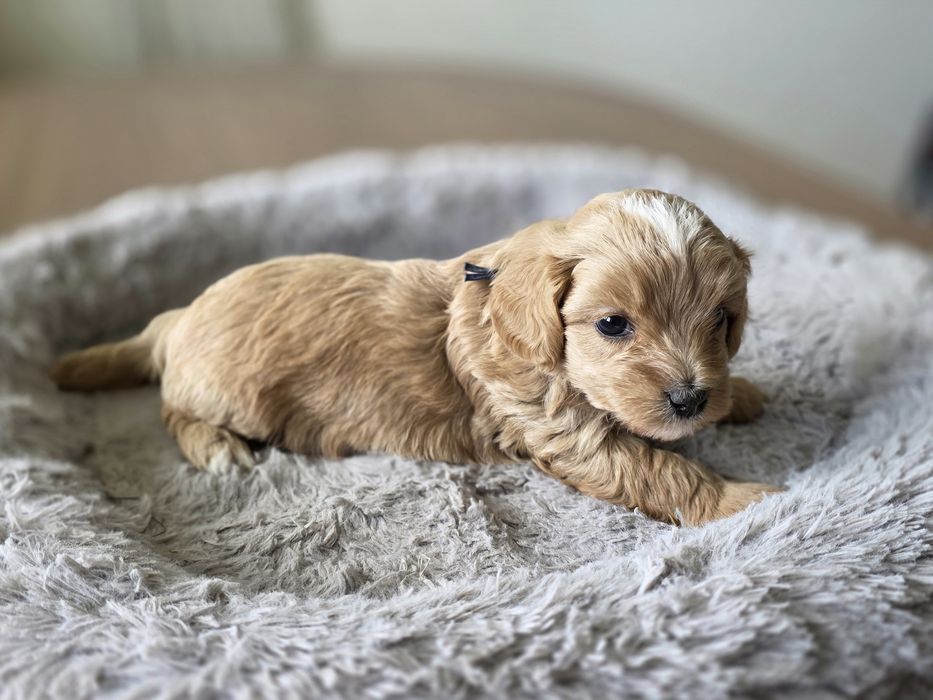 Maltipoo piesek hybryda pudel toy maltańczyk