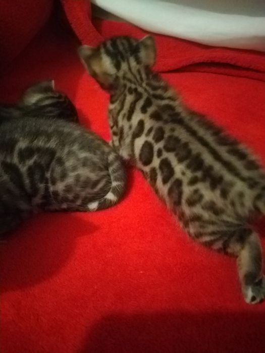 бенгальські кошенята резерв