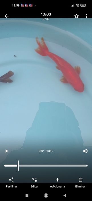 Orandas goldfish pompom