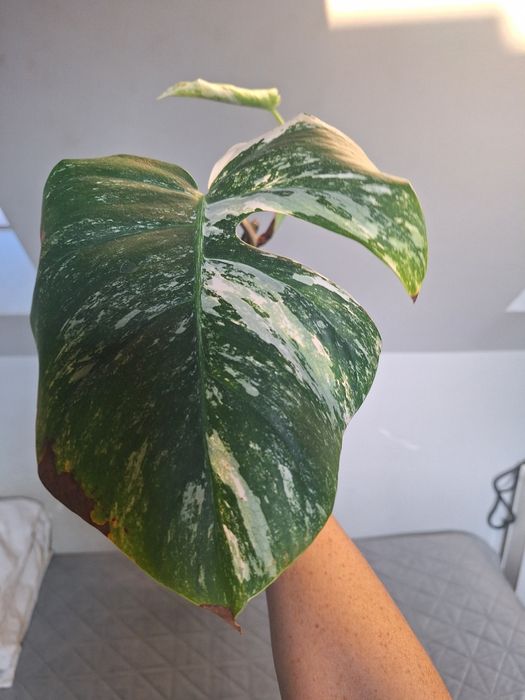 Monstera variegata