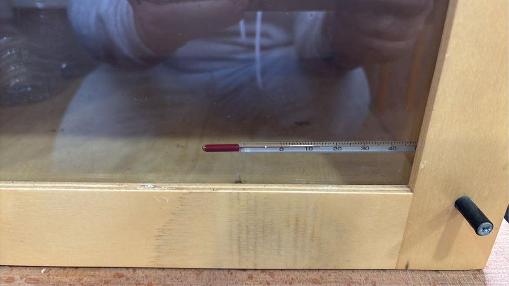 Incubadora abelhas rainhas