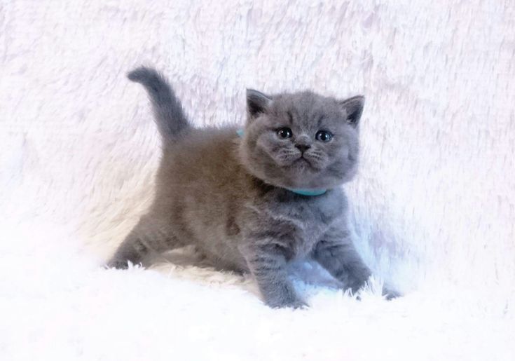 Серые милые котята