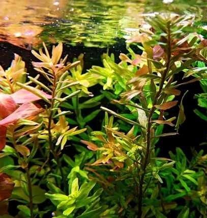 Rotala colorata - roślina akwariowa