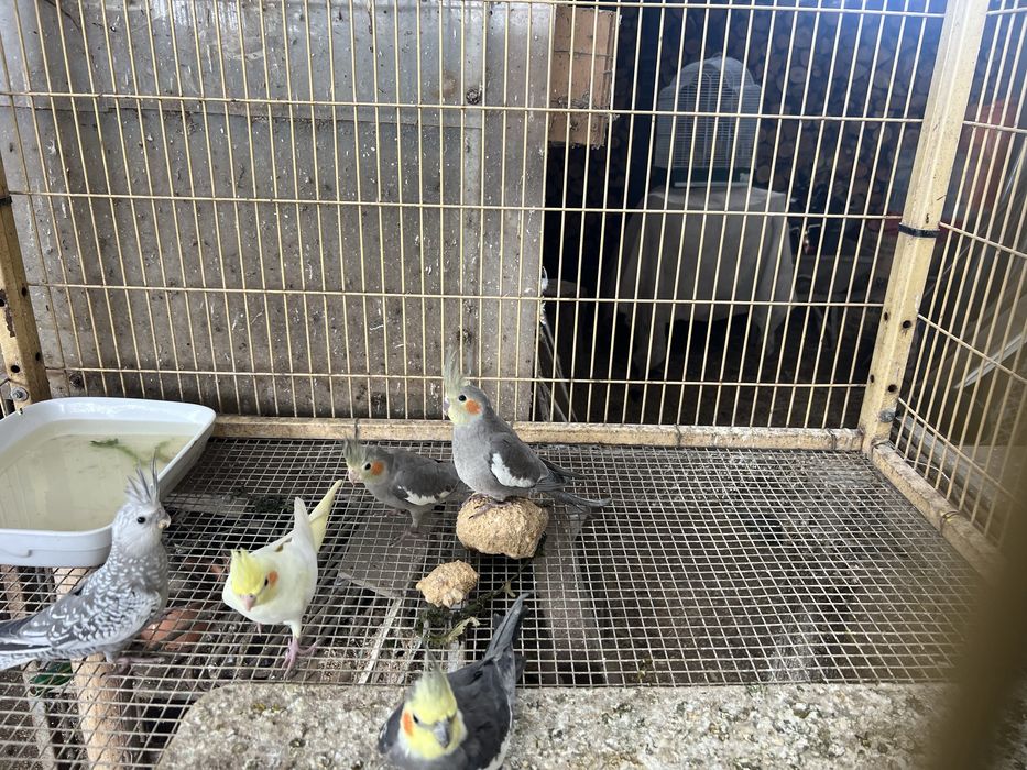 Pyrrhuras  para acabar de criar a mao e outras aves