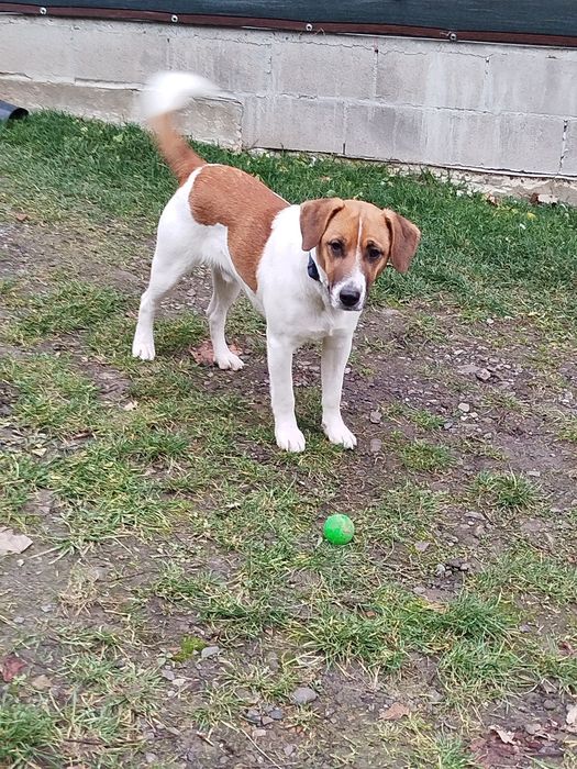 Віддам собаку в добрі руки