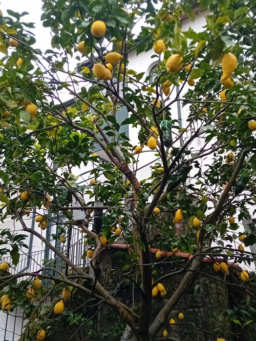 Limoeiros 4 estações em vaso com vários tamanhos