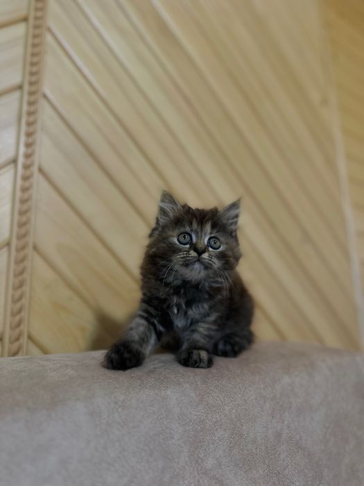 Продам котеня (дівчинку ) шотландське