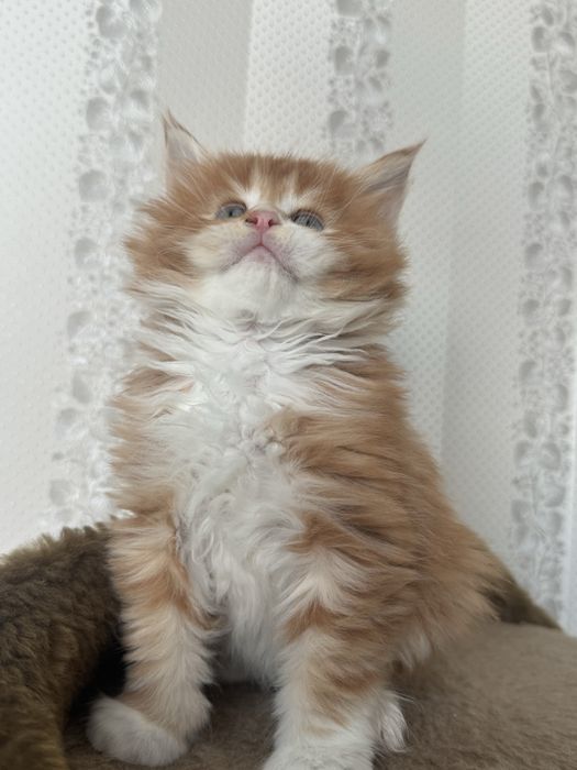 Кошенята мейн-кун