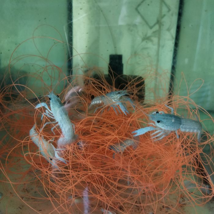 Рак блакитний кубінський