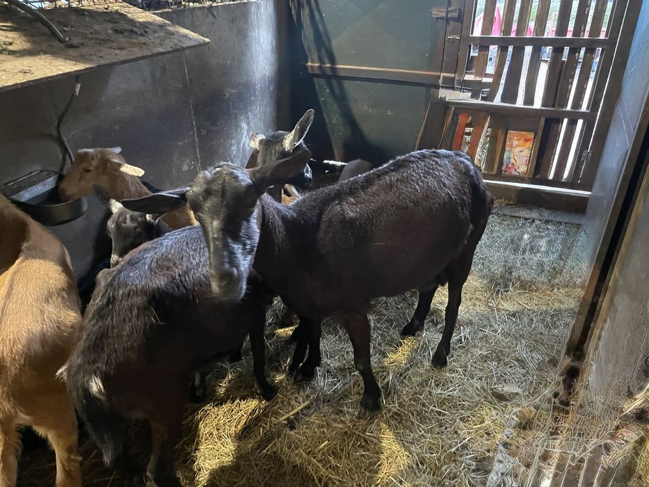 Vendo cabras raca grande