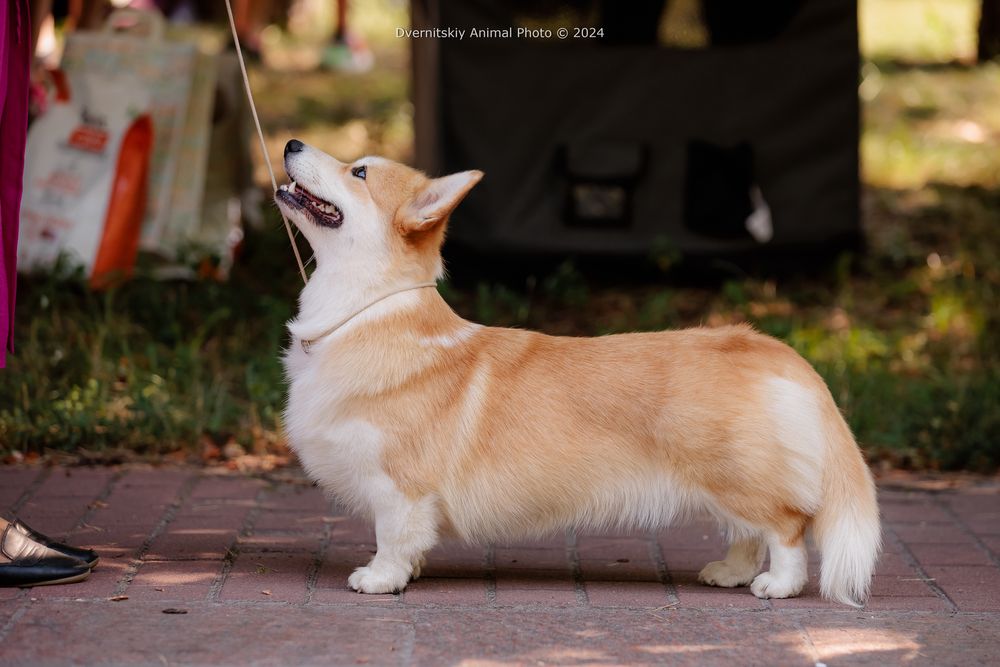 Вельш корги пемброк, девочка