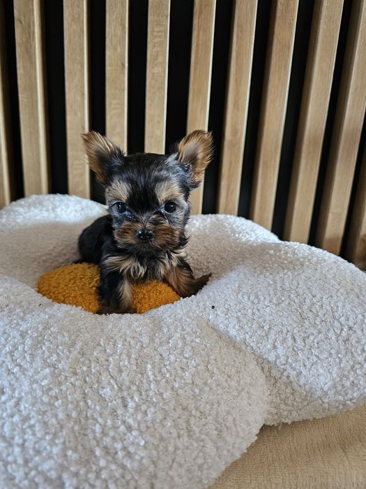 York - yorkshire terrier maluszek