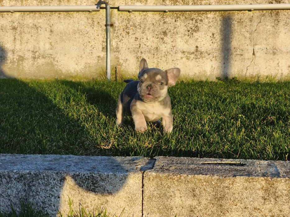 Bulldog Francês macho lilac tan