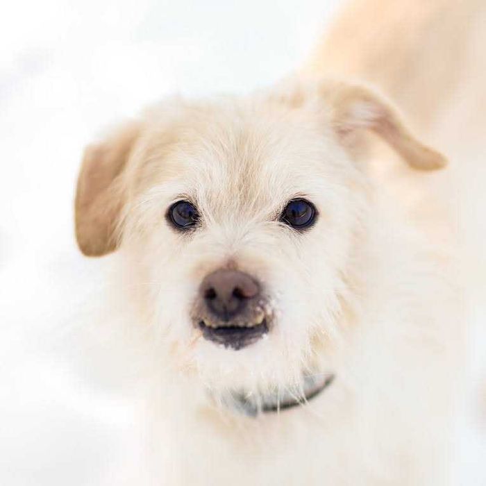 TOBIASZ- maleńki, 6 i pół kg, 8 lat, lubi KOTY. [FILMIKI]