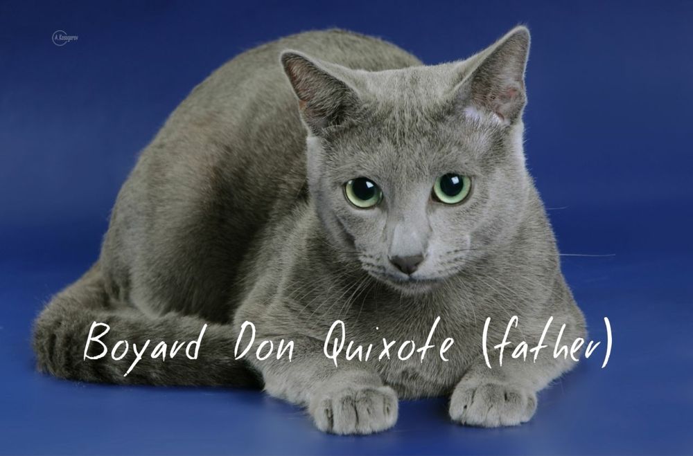 Найкраща пропозиція! Russin Blue кошеня. Blue Snow Arkady. Хлопчик.