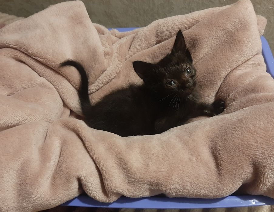 Котятам очень нужна семья