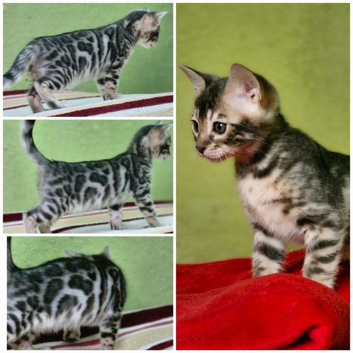 Бенгальская кошка