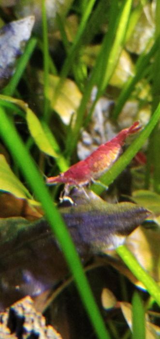 Krewetki red cherry dostawa gratis