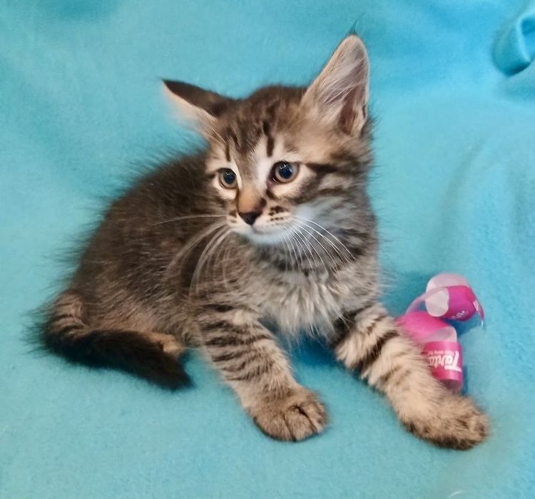 Котята 2мес тигровый котенок табби кішечка кошеня лесной кот полосатый пушистый