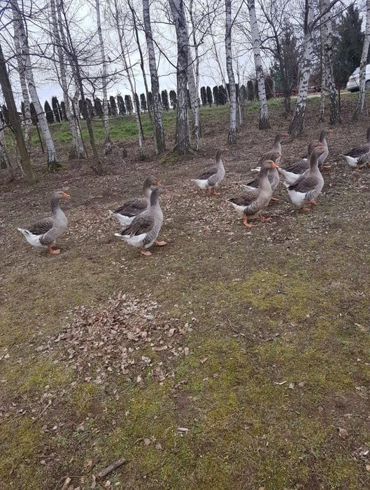 Sprzedam gęsi Kołudzkie/Landers  chów wiosna  2025r Zdrowe z wolnego w