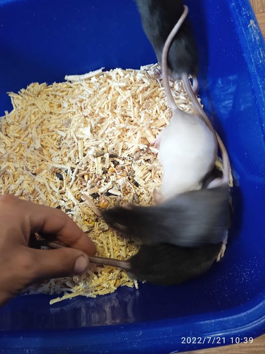 Продаю Крыс дамбы