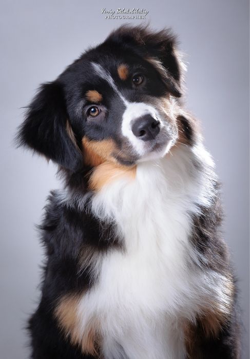 Хлопчик чорний триколор  Австралійська вівчарка (ауссі) - ФАН