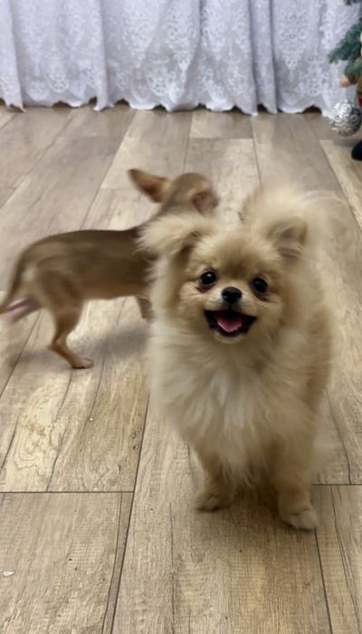 Дуже гарна малесенька дівчинка.