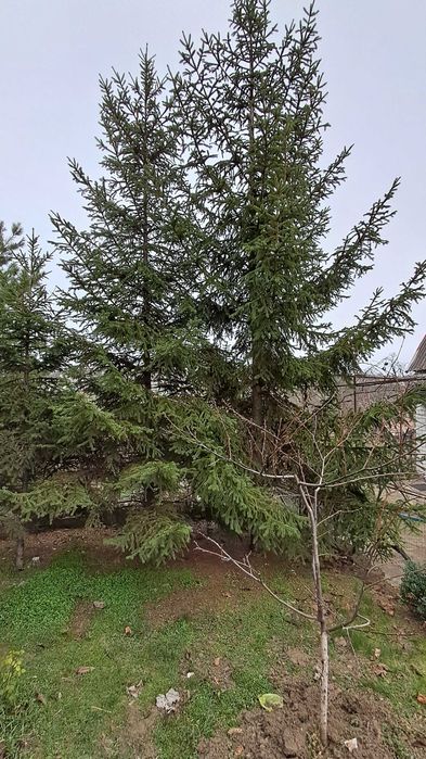 Продам ялинки до новорічних свят