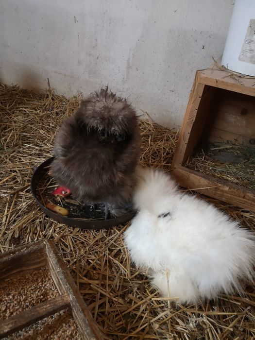 Jaja legowe Silka. Promocja