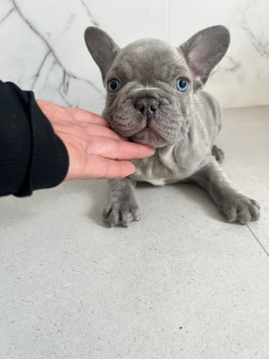 Buldog francuski lilac liliowy nie blue niebieski