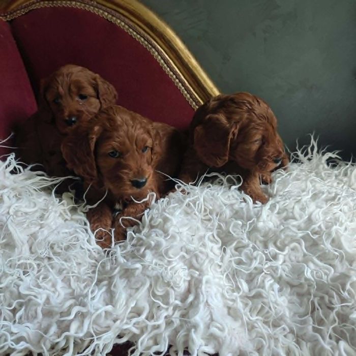 Cockapoo > cocker spanil & pudel > szczenięta.