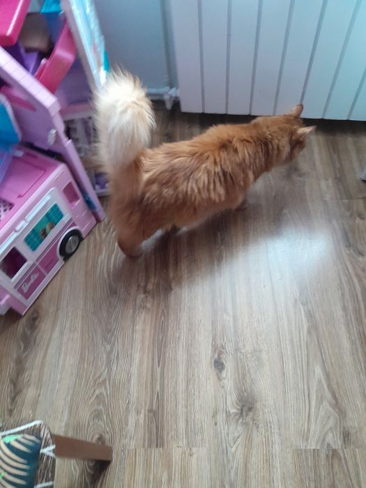 Oddam kota w dobre ręce