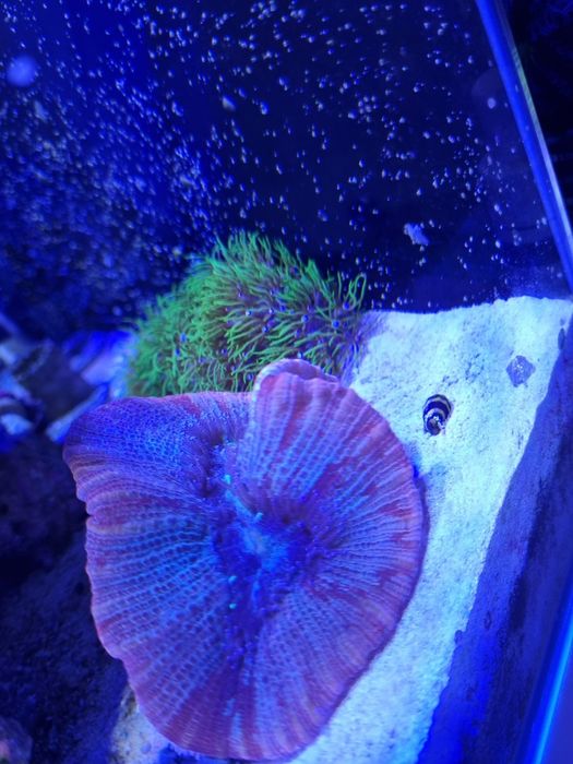 Vendo corais lps e soft