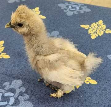 Galinhas - Padovana / Sedosas Japão - Showgirl