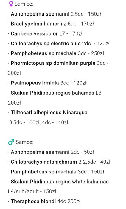 Caribena versicolor samiec l8 / L9
