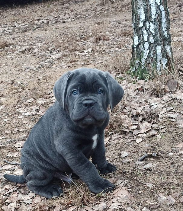 Кане Корсо рівня ТОП