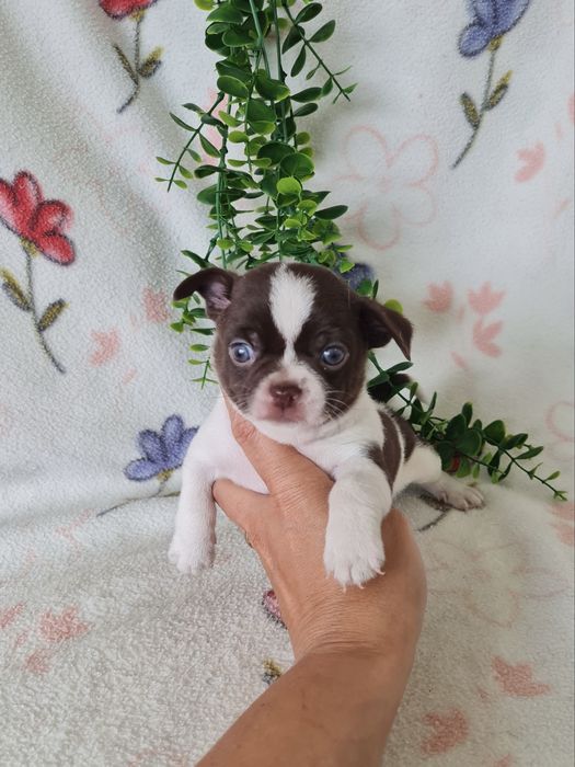 Excelente mini menino chihuahua/chiuaua Linhagem Russa.Qualidade