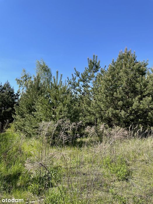 399k do 15.07! Rezydencjonalne 3273 m² | Grzebienisko | Las - Więcej