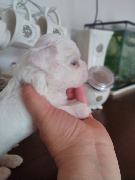 Мальтезе Мальтійська болонка