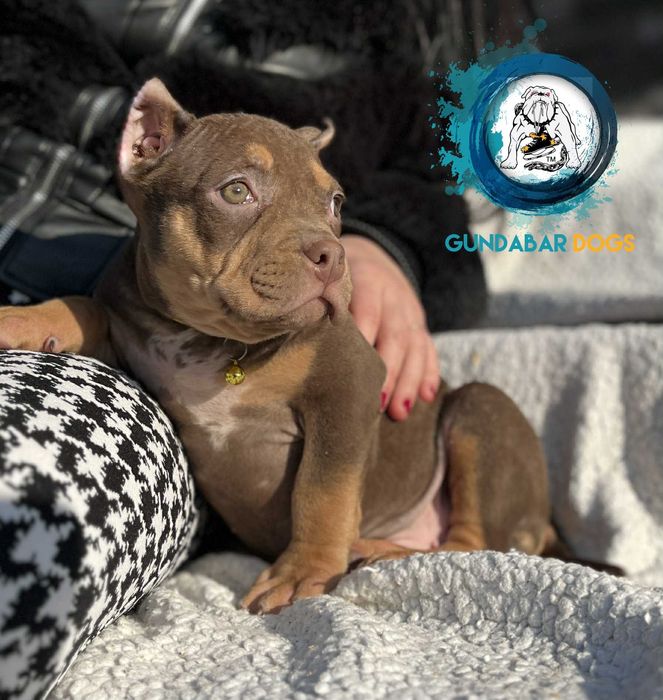 American Bully ABKC Standard Koło • OLX.pl