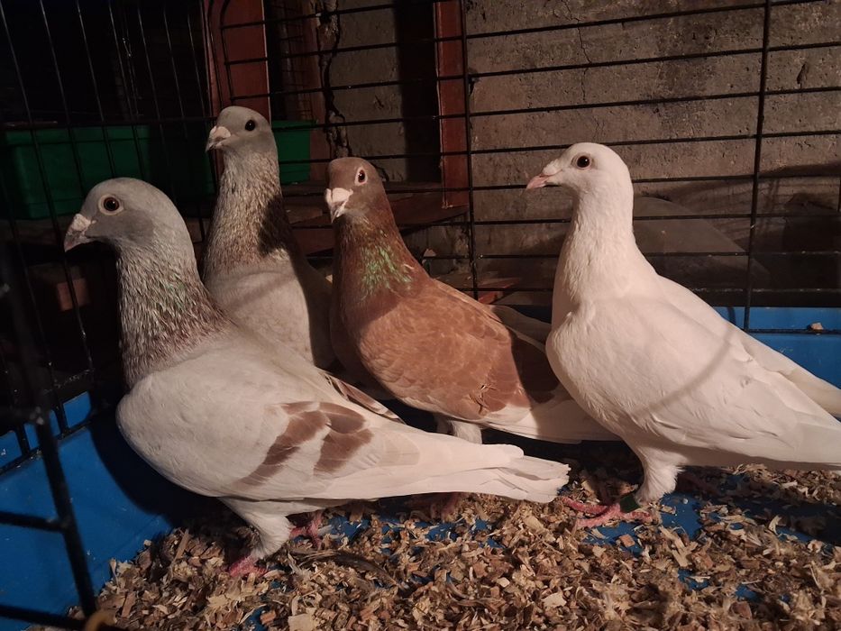 Golebie Pocztowe Samce