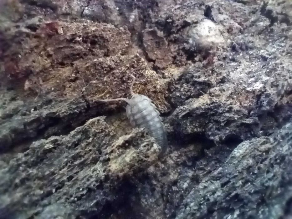 Isopody "Armadillidium nasatum"