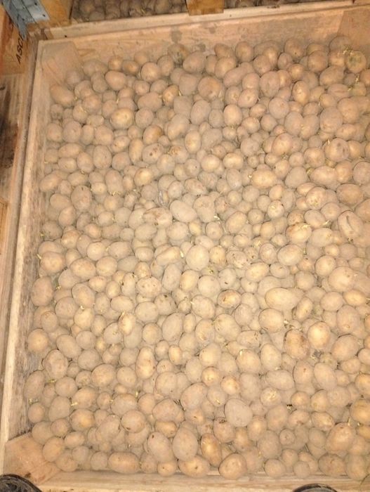 Ziemniaki denar kal.35-50